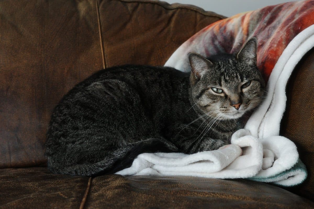 A tabby cat curled on a blanket on a leather couch