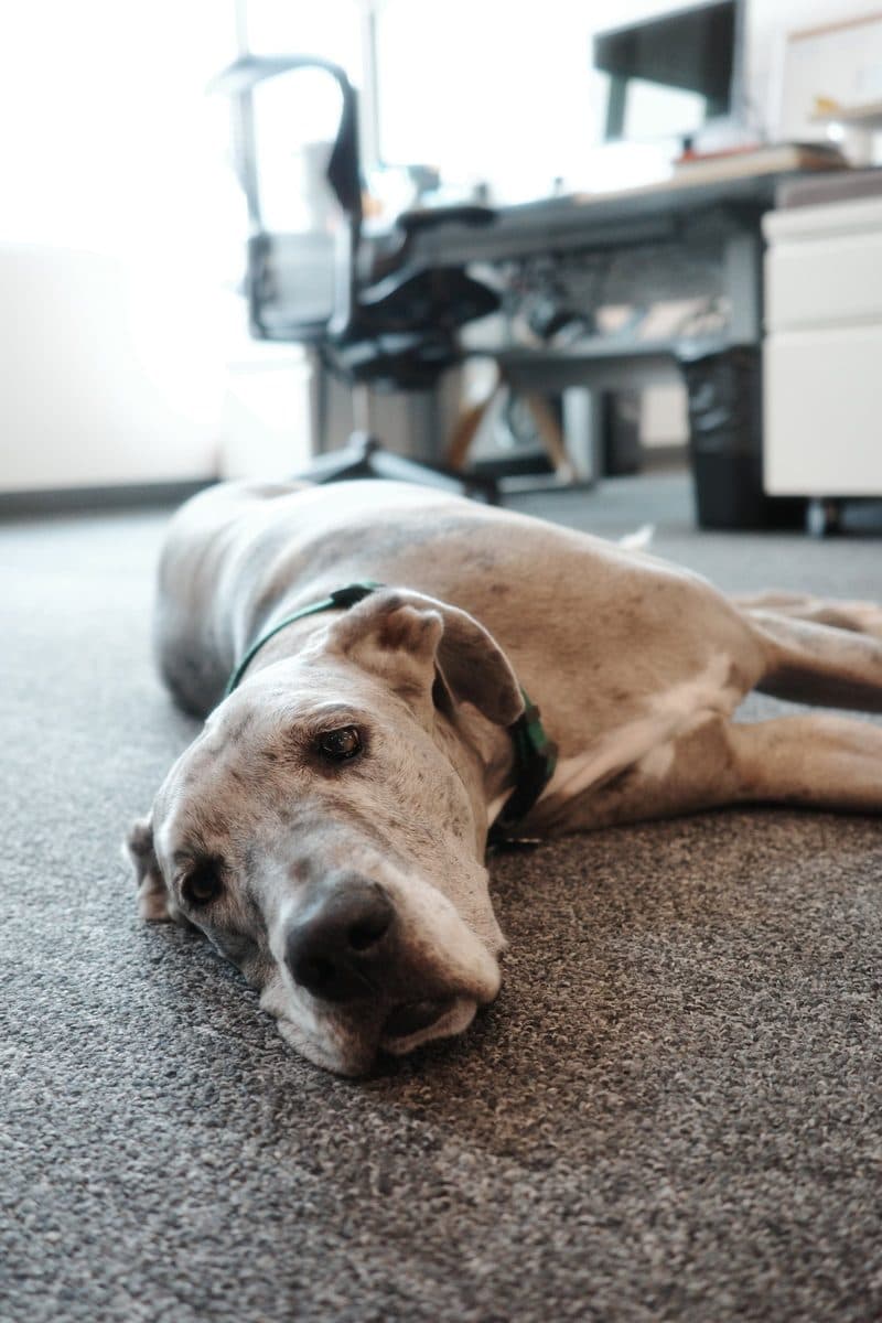 A Great Dane lies on an office carpet looking into the lens