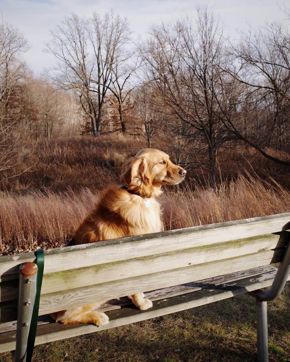 A golden retriever sits on a park bench looking off to the side