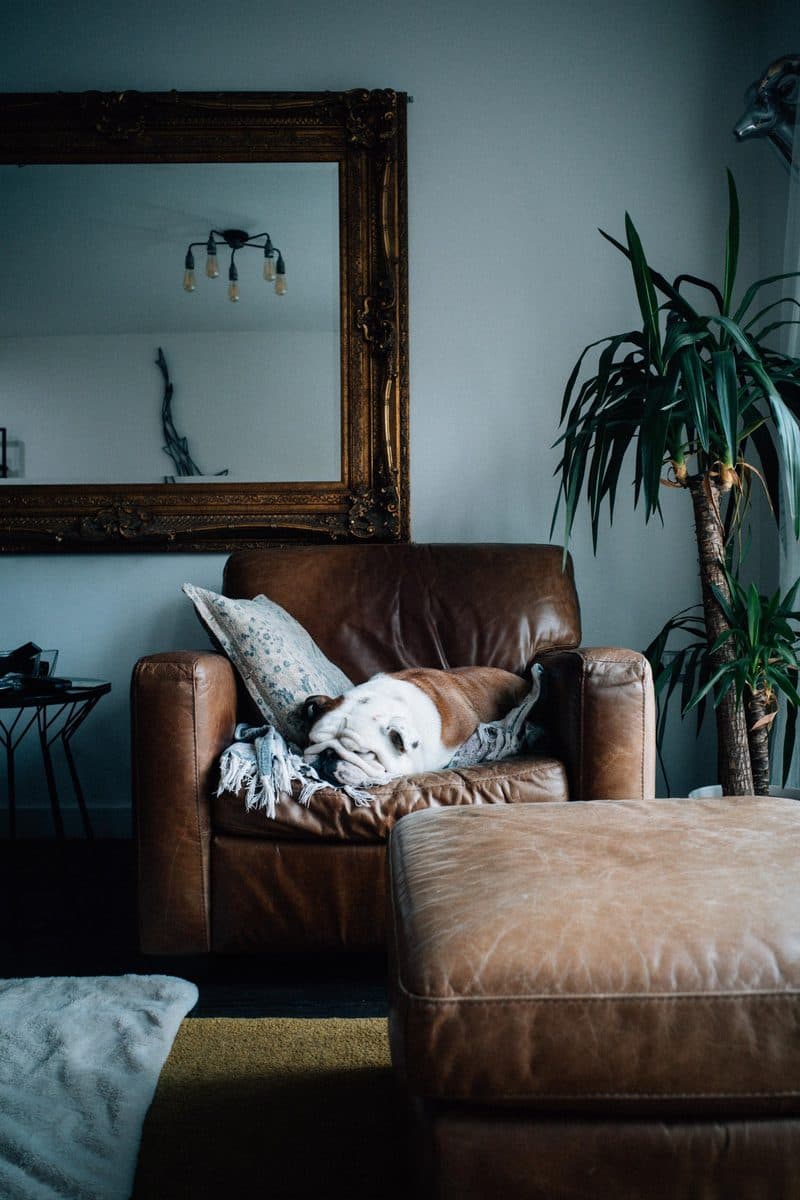 A dog asleep on a leather armchair in a living room